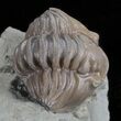 Wide, Enrolled Flexicalymene Trilobite - Ohio #61011-2
